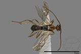 ǦW:Braconidae sp.