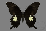 ǦW:Papilio nephelus chaonulus