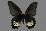 ǦW:Papilio memnon heronus