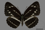 ǦW:Neptis nata lutatia