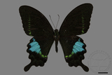 ǦW:Papilio hermosanus