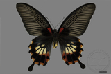 ǦW:Papilio memnon heronus