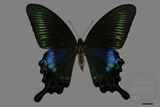 ǦW:Papilio bianor kotoensis