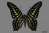 ǦW:Graphium agamemnon