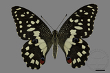 ǦW:Papilio demoleus