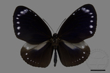 ǦW:Euploea tulliolus koxinga