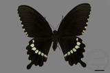 ǦW:Papilio polytes polytes