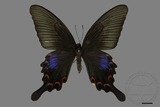 ǦW:Papilio bianor thrasymedes