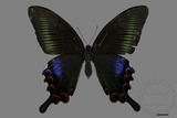 ǦW:Papilio bianor kotoensis