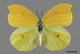 ǦW:Gonepteryx amintha formosana