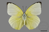 ǦW:Catopsilia pomona