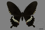ǦW:Papilio polytes polytes