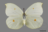 ǦW:Gonepteryx amintha formosana