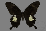 ǦW:Papilio nephelus chaonulus