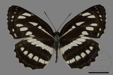 ǦW:Neptis hylas luculenta