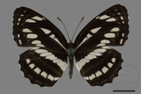 ǦW:Neptis hylas luculenta