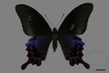 ǦW:Papilio hopponis