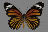 ǦW:Danaus genutia