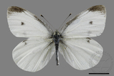 ǦW:Pieris rapae crucivora