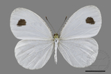 ǦW:Leptosia nina niobe