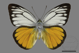 ǦW:Cepora aspasia olga