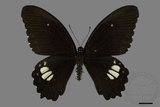 ǦW:Papilio castor formosanus