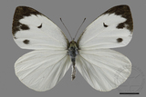 ǦW:Talbotia naganum karumii