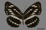 ǦW:Neptis hylas luculenta