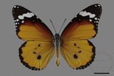 ǦW:Danaus chrysippus