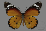 ǦW:Danaus chrysippus