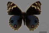 ǦW:Junonia orithya