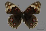 ǦW:Junonia orithya