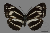 ǦW:Neptis philyra splendens