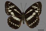 ǦW:Limenitis sulpitia tricula