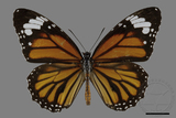 ǦW:Danaus genutia