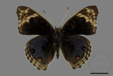 ǦW:Junonia orithya