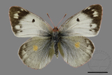 ǦW:Colias erate formosana