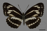 ǦW:Neptis philyra splendens