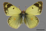 ǦW:Colias erate formosana