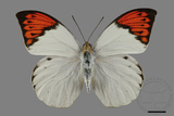 ǦW:Hebomoia glaucippe formosana