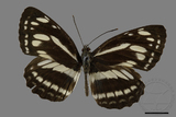 ǦW:Neptis philyroides sonani