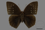 ǦW:Discophora sondaica tulliana