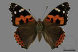 ǦW:Vanessa indica