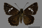 ǦW:Celaenorrhinus kurosawai