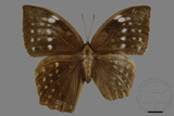 ǦW:Discophora sondaica tulliana