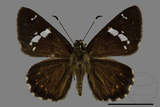 ǦW:Celaenorrhinus kurosawai