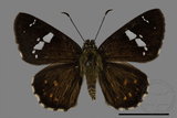 ǦW:Celaenorrhinus kurosawai