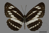 ǦW:Neptis reducta