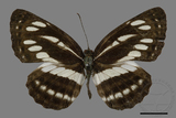 ǦW:Neptis reducta