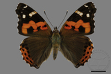 ǦW:Vanessa indica